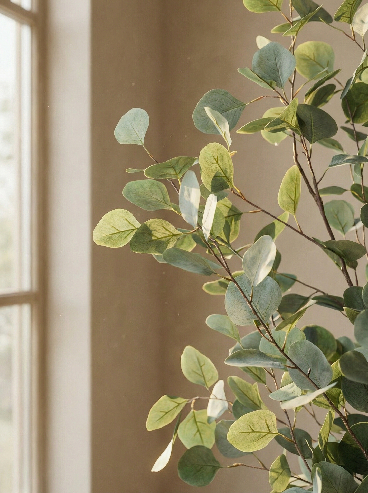 Eucalyptus leaves detail