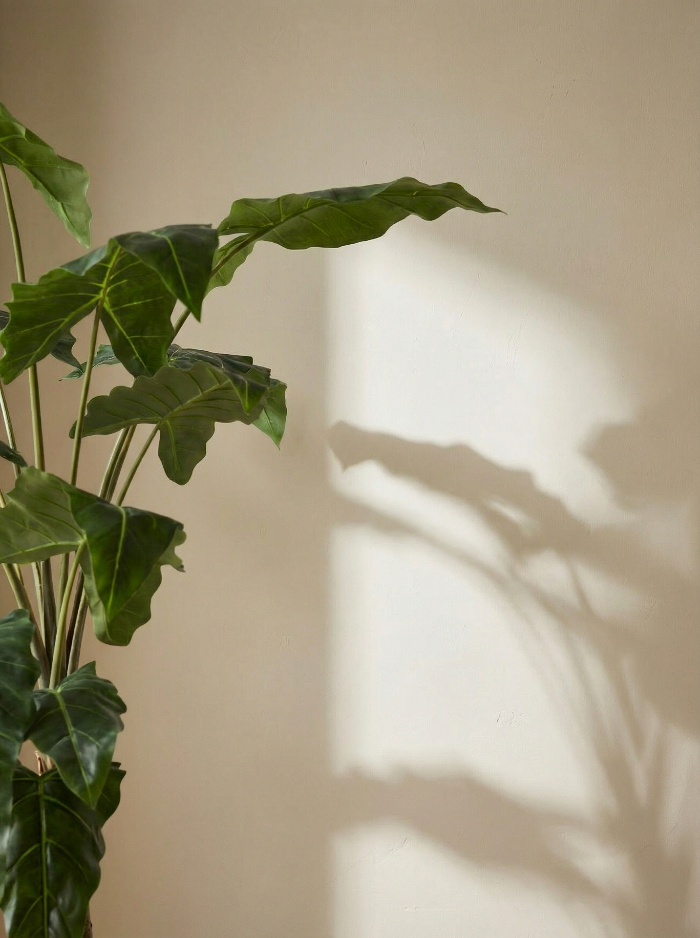 Detail of leaf shadow
